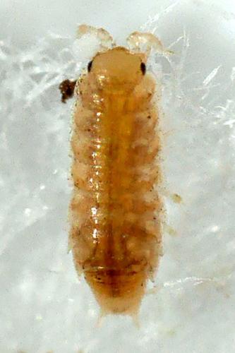 Réf. 341 631 : Trichoniscus pygmaeus
